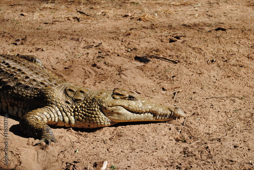 Crocodile resting after attack on the reiver shore in Kenya, Africa. Safari thorugh Natural Reserve.