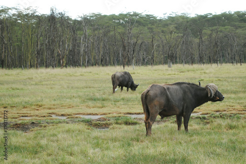 Buffalos eatng grass and watching the views in the savannah, african safari. Kenya vacation