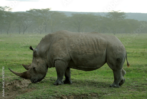 Amazing exemplar of white rhinoceros eating grass.