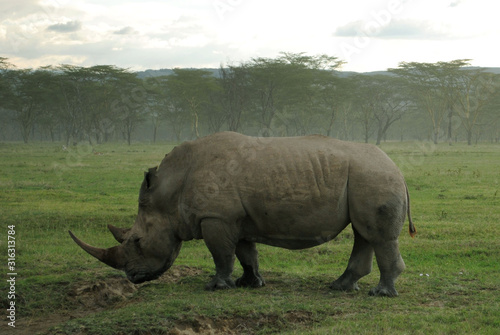 Close up of a white rhinoceros exemplar having lunch in the african savannah  in kenya.
