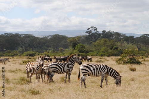 Zebras eating on the beautiful landscape o the Savannah Kenya  Africa.