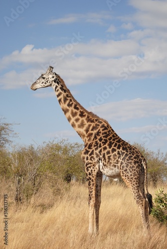 Giraffe chilling in thesavannah sun, in Kenya, Africa.