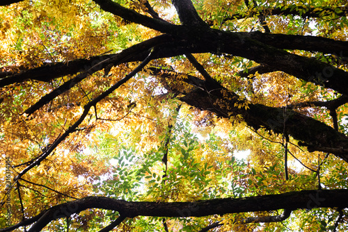 Bright tree zelkova schneideriana with a lush crown in the park