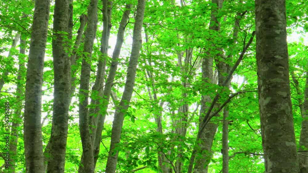 green springtime in a beech forest green springtime in a beech forest