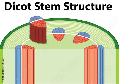 Diagram showing dicot stem structure