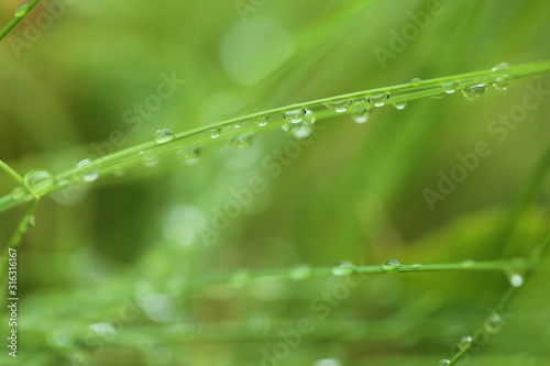 raindrops on the grass. Stalks of grass with drops of water on a green plant background. Grass after the rain. Green nature background. Lawn closeup in raindrops. Natural freshness.