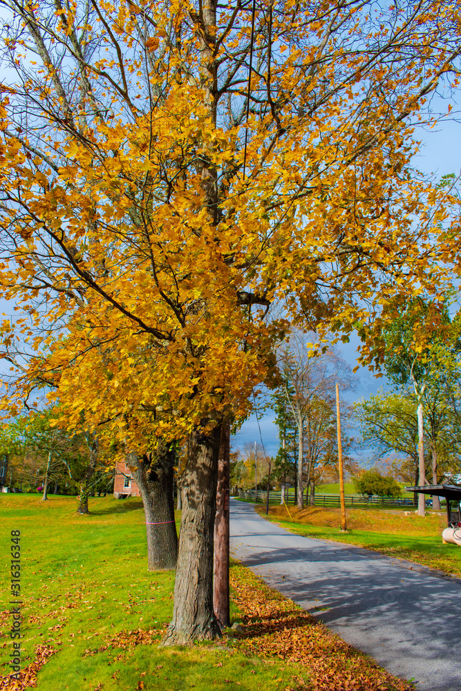 autumn in the park by the street