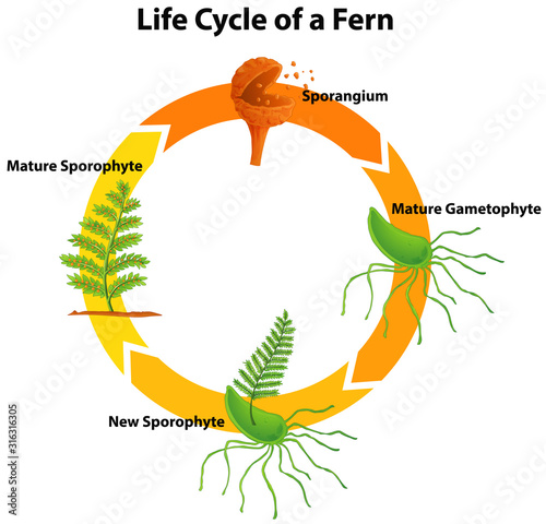 Diagram showing life cycle of fern