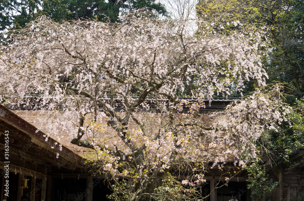 The scenery of cherry blossoms on Mt. Yoshino in Nara,japan. The scenery of cherry blossoms on Mt. Yoshino in Nara,japan.