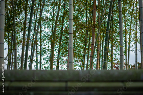 looking at a bamboo forest over a wall photo