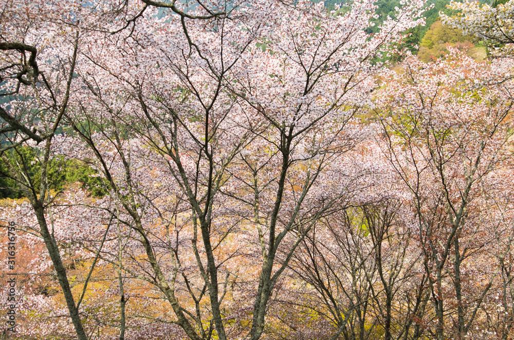 The scenery of cherry blossoms on Mt. Yoshino in Nara,japan. The scenery of cherry blossoms on Mt. Yoshino in Nara,japan.