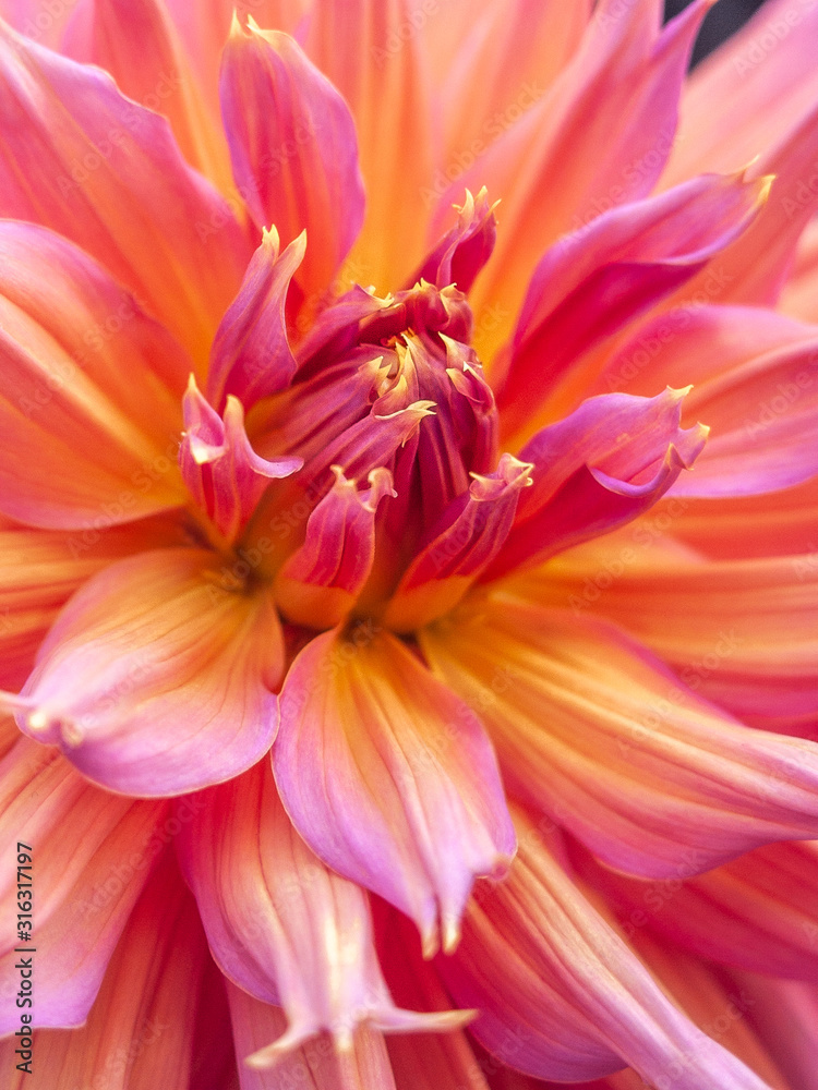 Fototapeta premium Closeup of Dhalia garden flower bloom in outdoor soft natural light