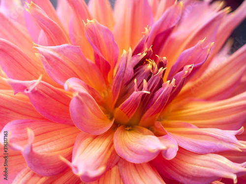 Closeup of Dhalia garden flower bloom in outdoor soft natural light