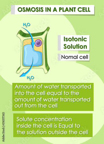 Diagram showing osmosis in plant cell