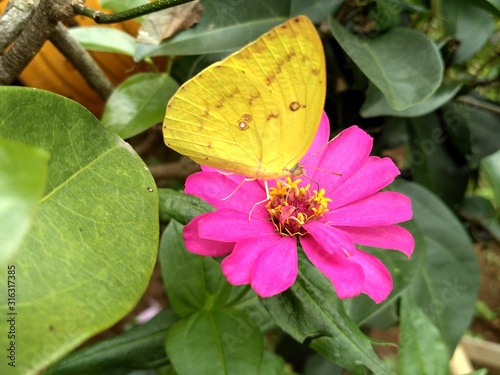 butterfly on flower © Erma