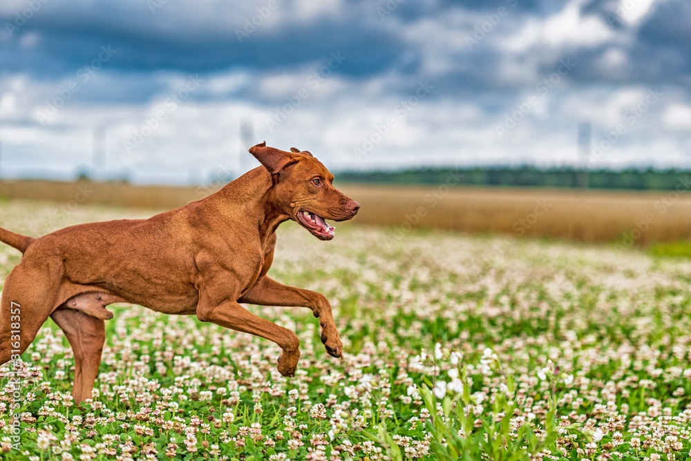 Hound dog for a walk in the field in summer. Hound dog for a walk in the field in summer.