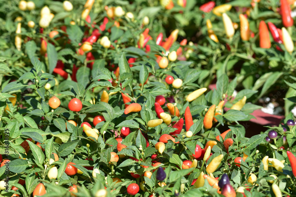 background with colorful of the chili pepper ripe on the plant