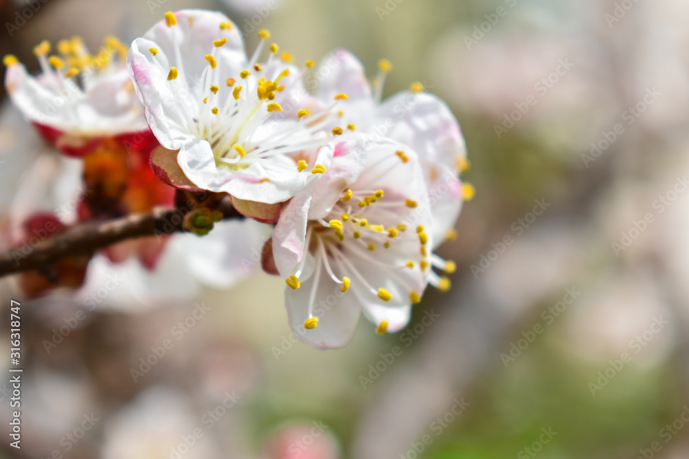 White cherry flowers on a blurry background. Place for an inscription.