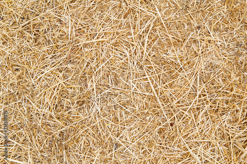 dry grass background