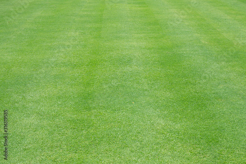 Nature green grass in the garden, Lawn pattern texture background,