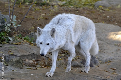 The white she-wolf with a damaged paw