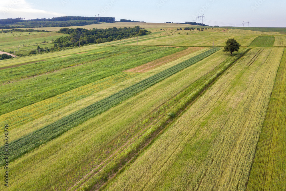 Aerial view of green agriculture fields in spring with fresh vegetation after seeding season.