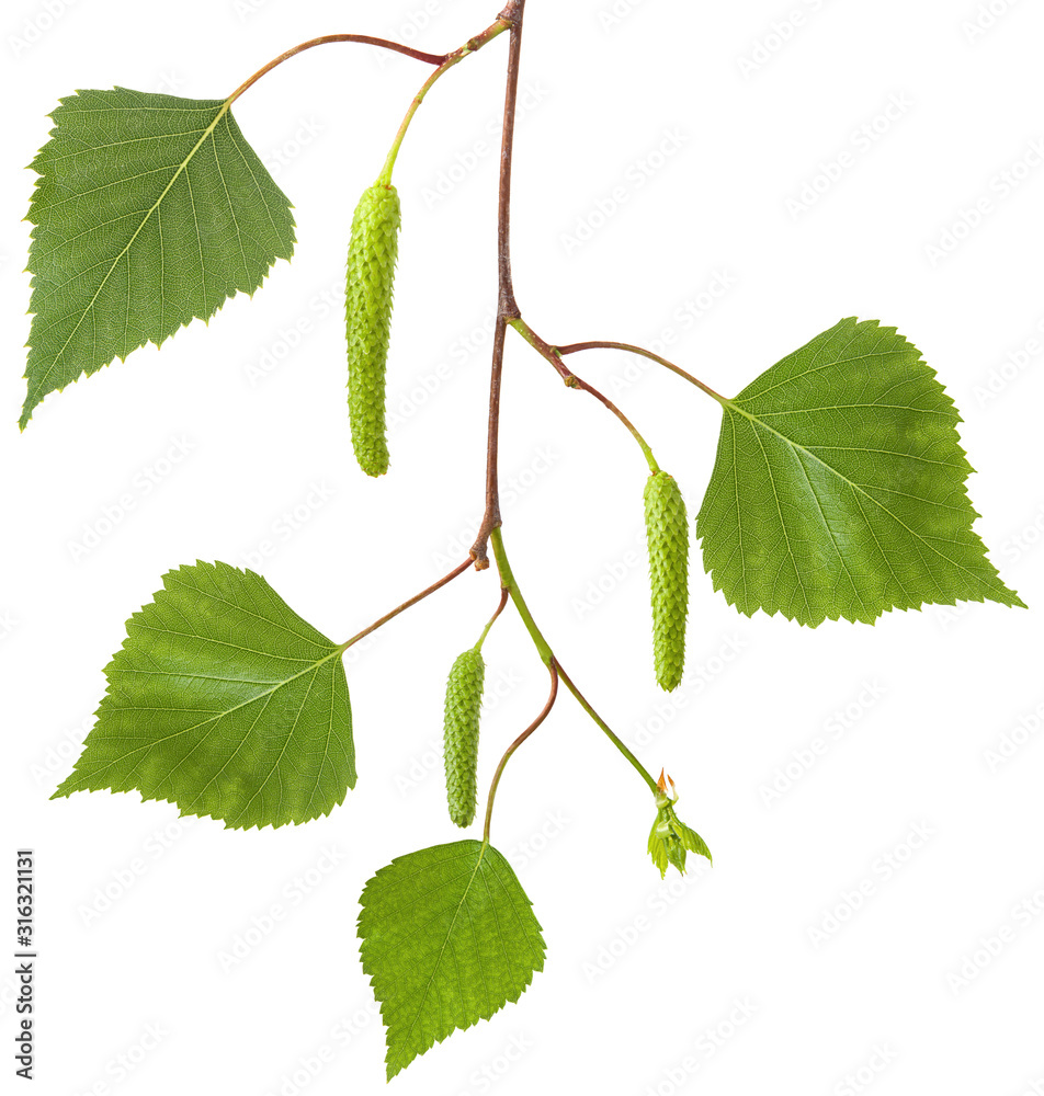 Fototapeta premium Branch birch tree with fresh spring green leaves and flowers earrings isolated on white background, close-up