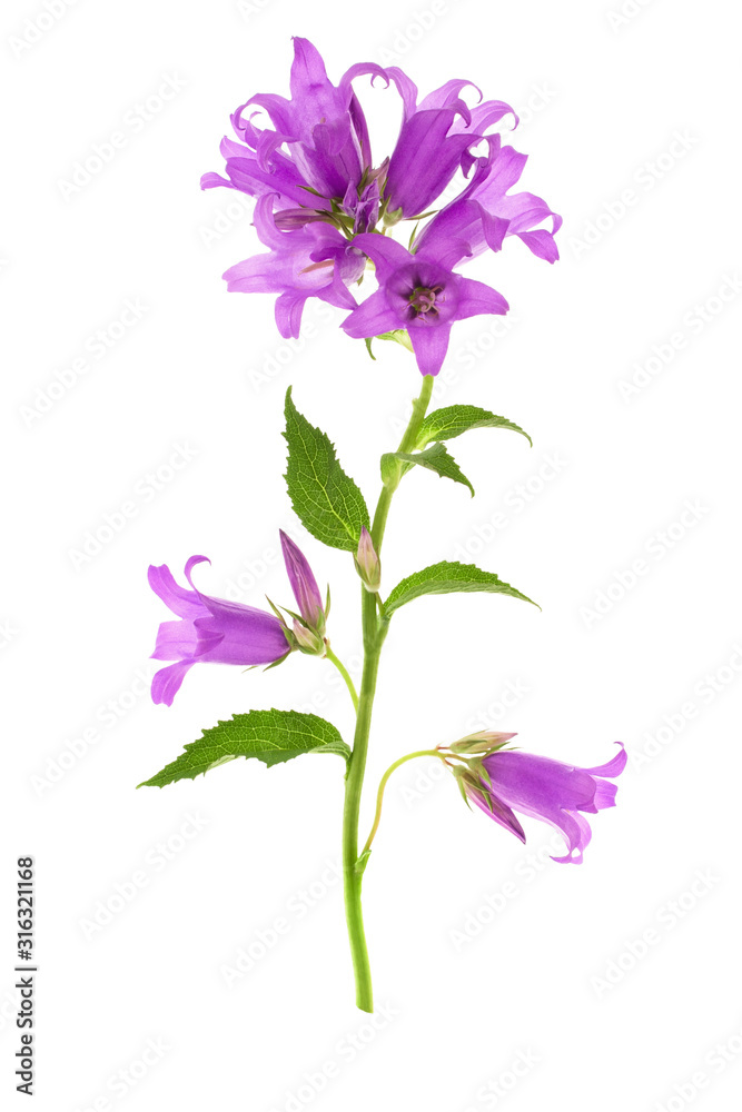Small purple bell flower on stem with green leaves isolated on white background, vertical Small purple bell flower on stem with green leaves isolated on white background, vertical