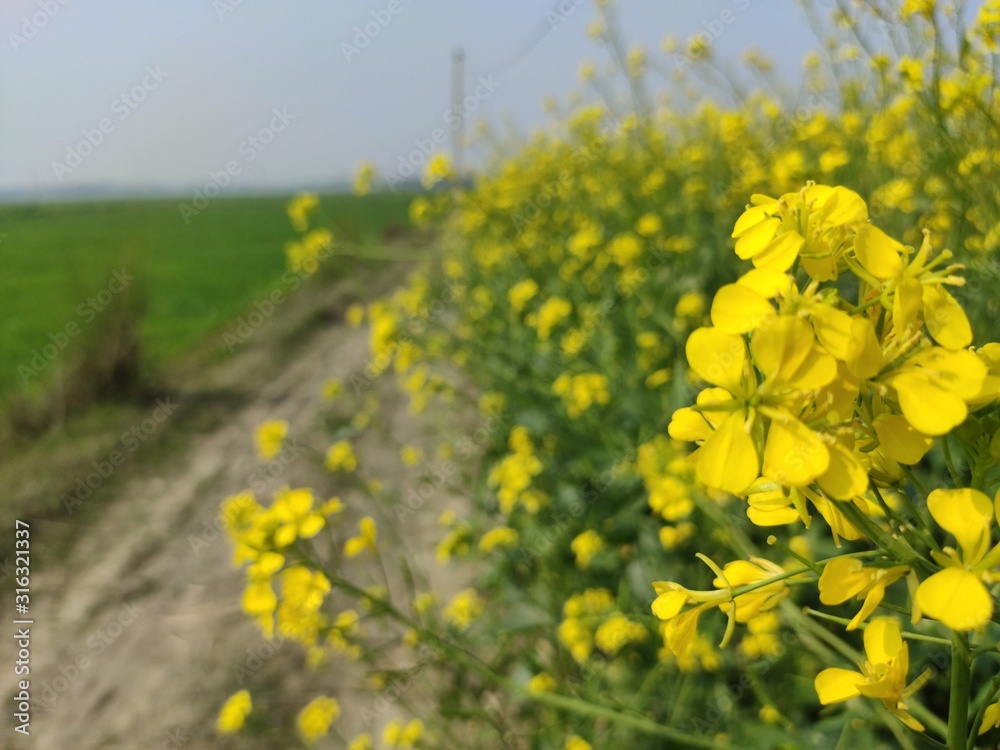 Obraz premium flower of mustard oil in the agricultural field with open sky