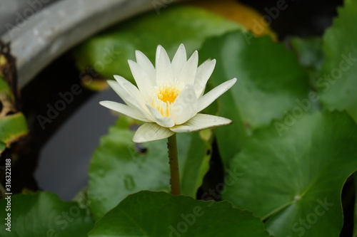 white lotus flower