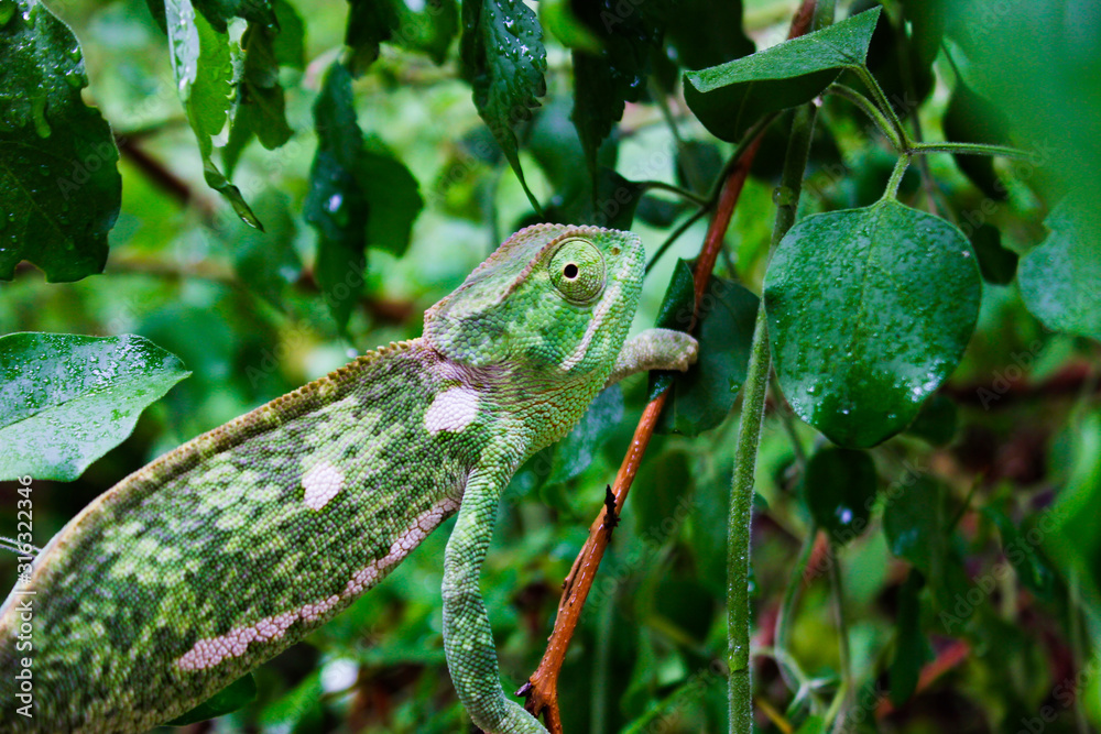 Flap Necked Chameleon in a green Shrub. Flap Necked Chameleon in a green Shrub.