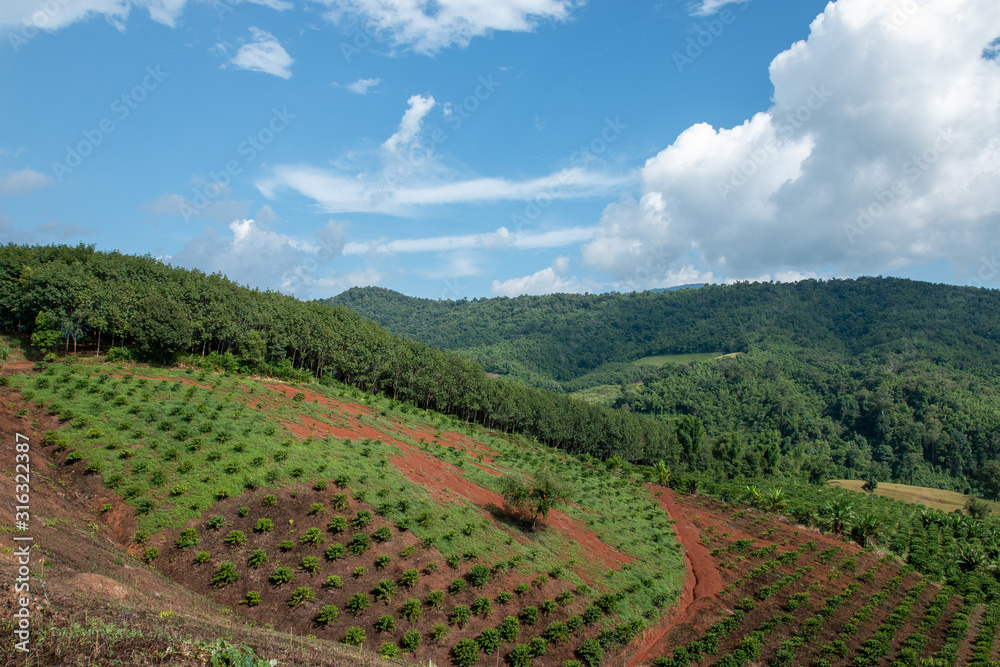 Agricultural plantations in the mountains on a bright blue sky day