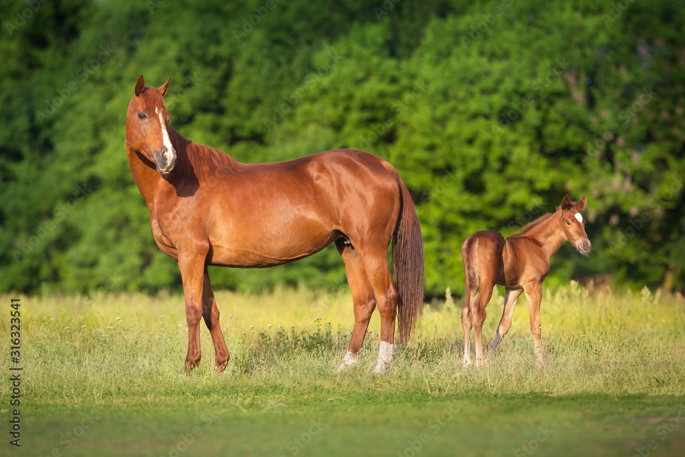 Red mare and foal  on spring green  meadow