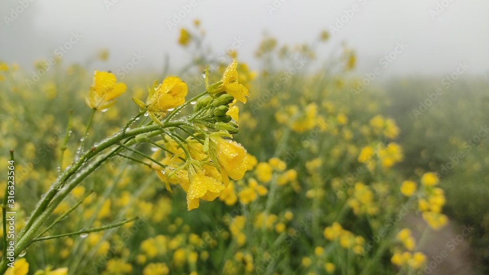 flower of mustard oil in the agricultural field with open sky flower of mustard oil in the agricultural field with open sky