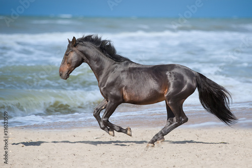 Horse run gallop on seashore © kwadrat70