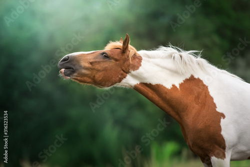 Bild auf Leinwand Red pinto horse close up portrait outdoor