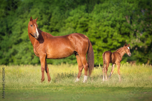 Red mare and foal on spring green meadow