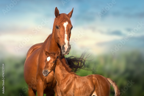 Fototapeta Red mare and foal run on spring green  meadow against beautiful sky