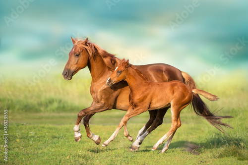 Red mare and foal run on spring green  meadow photo