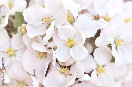 Spring blossom springtime apple bloom  bokeh flower background  pastel and soft floral card  toned