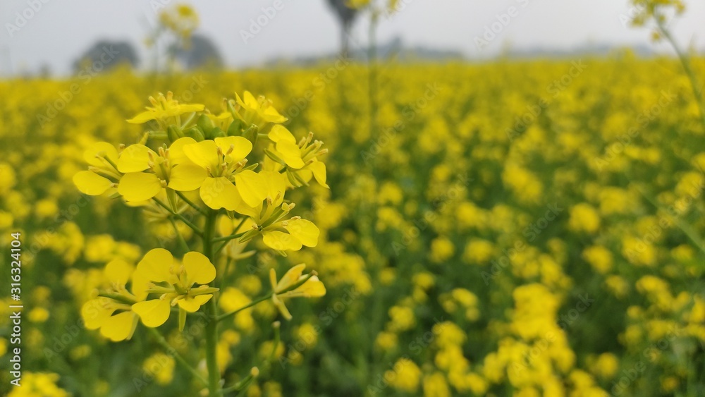 flower of mustard oil in the agricultural field with open sky
