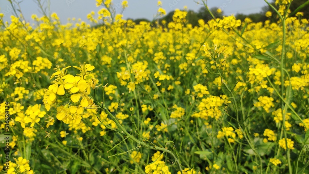 flower of mustard oil in the agricultural field with open sky flower of mustard oil in the agricultural field with open sky