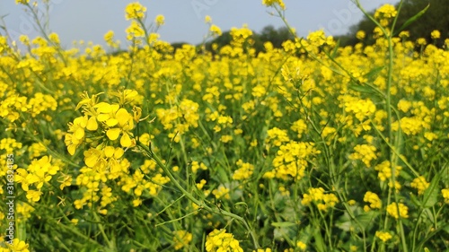 flower of mustard oil in the agricultural field with open sky