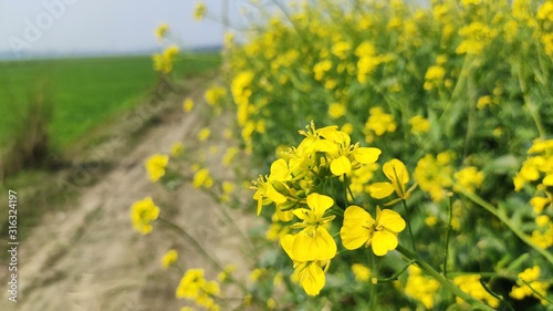 flower of mustard oil in the agricultural field with open sky © AMIT