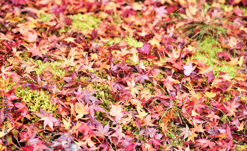 京都の落ち紅葉