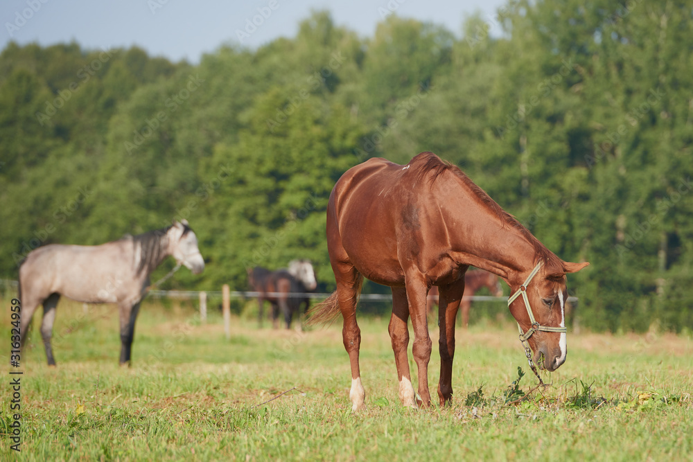 horses in the field across meadow and blue sky. Outdoors activity horses in the field across meadow and blue sky. Outdoors activity