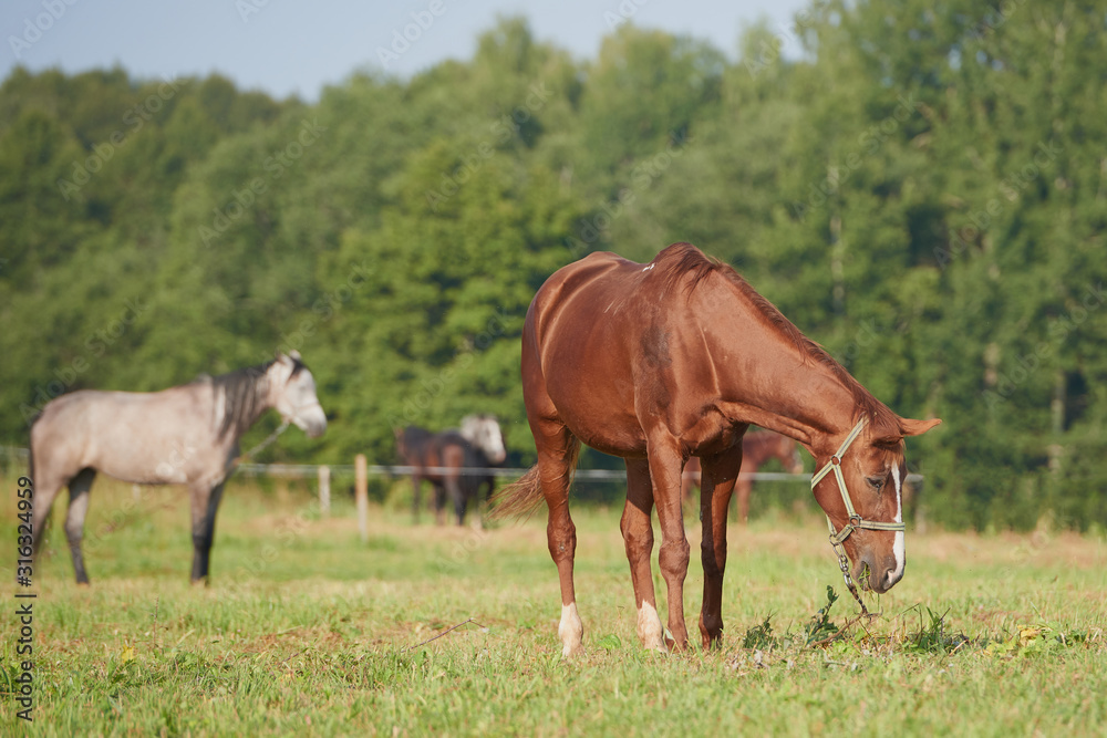 horses in the field across meadow and blue sky. Outdoors activity