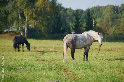 horses in the field across meadow and blue sky. Outdoors activity