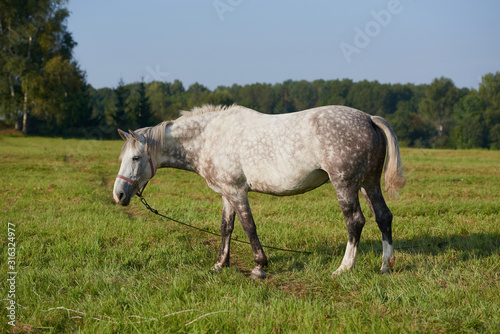 horses in the field across meadow and blue sky. Outdoors activity