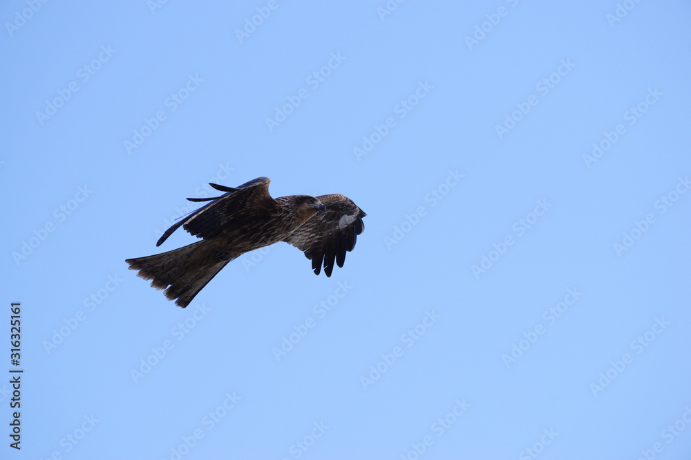 Fototapeta premium 旋回するトビ（トンビ）